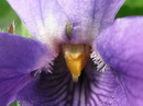 English Violet, Ordinary violet, Common blue violet, Garden Violet
